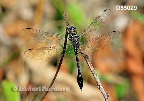 Club-tailed Skimmer (Scapanea frontalis)